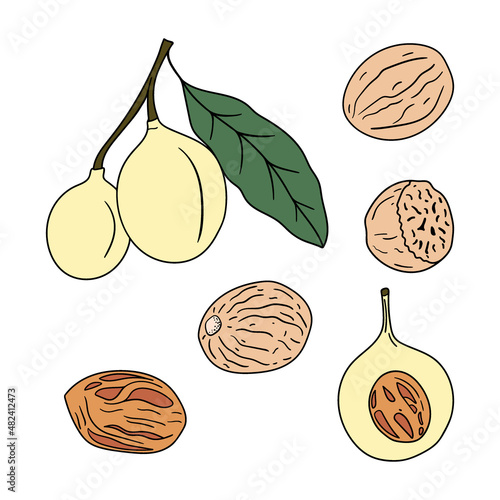 Set of hand drawn nutmegs