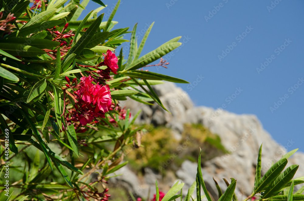 The pink flowers of Oleander growing in park. Flowering bush Oleander ordinary. A beautiful tropical plant. Ornamental plants in the garden.