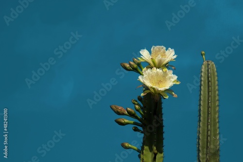 flores de cactus desabrochando
