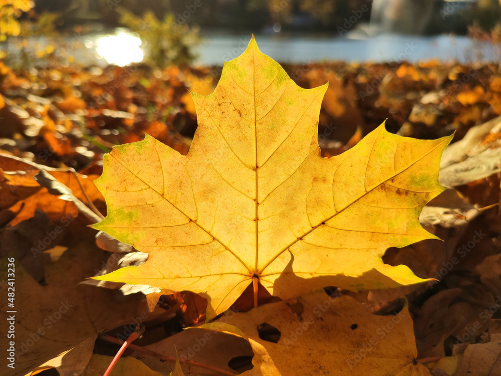 Autumn maple fallen leaf sunlighted