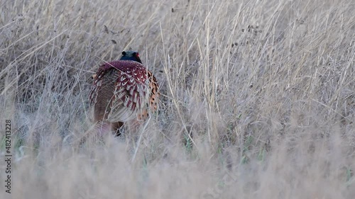 Birds Common pheasant Phasianus colchicus male. The bird hides in the dry grass.