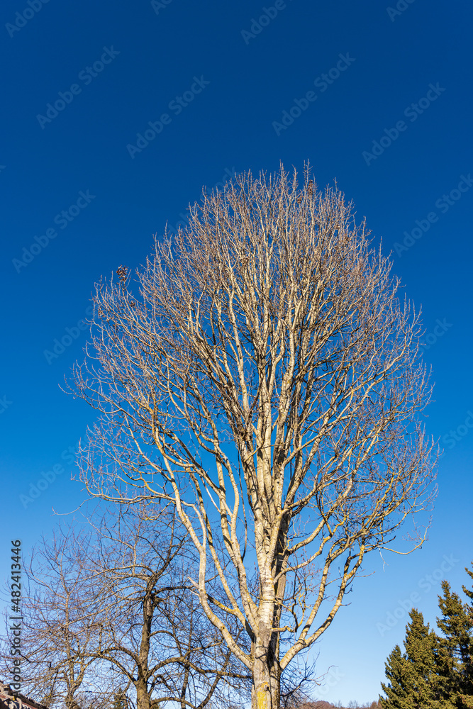 Large beech tree without leaves against a clear blue sky in winter, Lessinia Plateau, Veneto, Verona province, Italy, Europe. Large beech tree without leaves against a clear blue sky in winter, Lessinia Plateau, Veneto, Verona province, Italy, Europe.