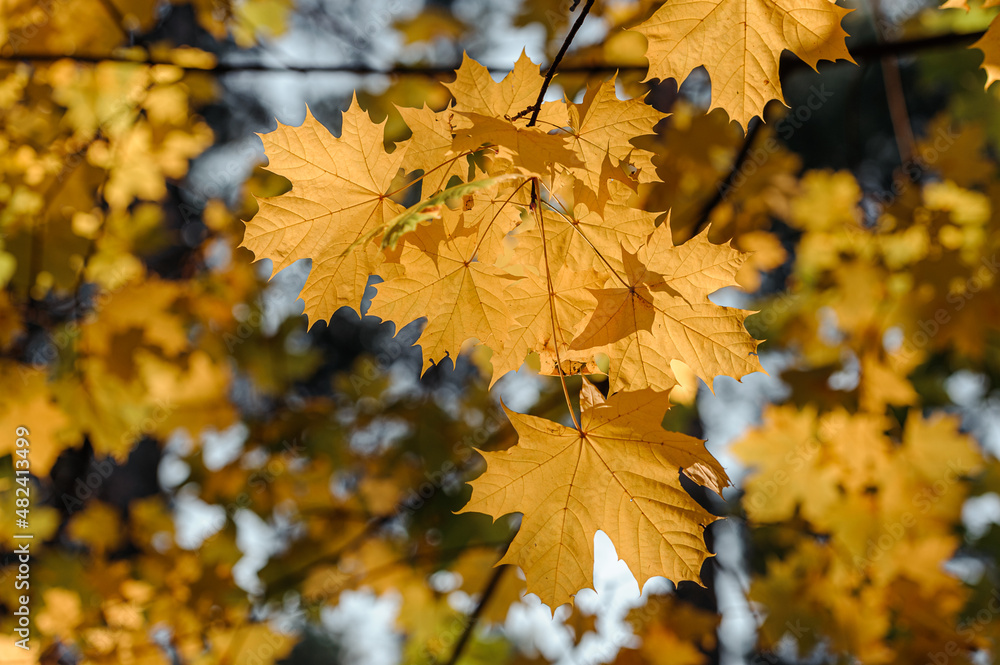 Autumn leaves of maple tree on blurred nature background. Shallow focus. Fall bokeh. Autumn leaves of maple tree on blurred nature background. Shallow focus. Fall bokeh.