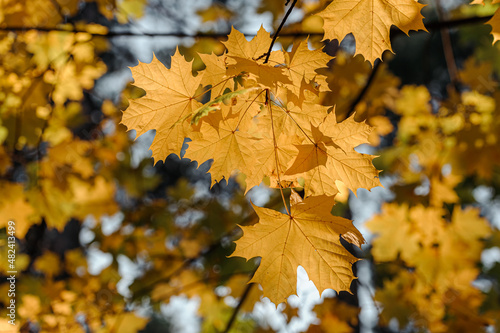 Autumn leaves of maple tree on blurred nature background. Shallow focus. Fall bokeh.