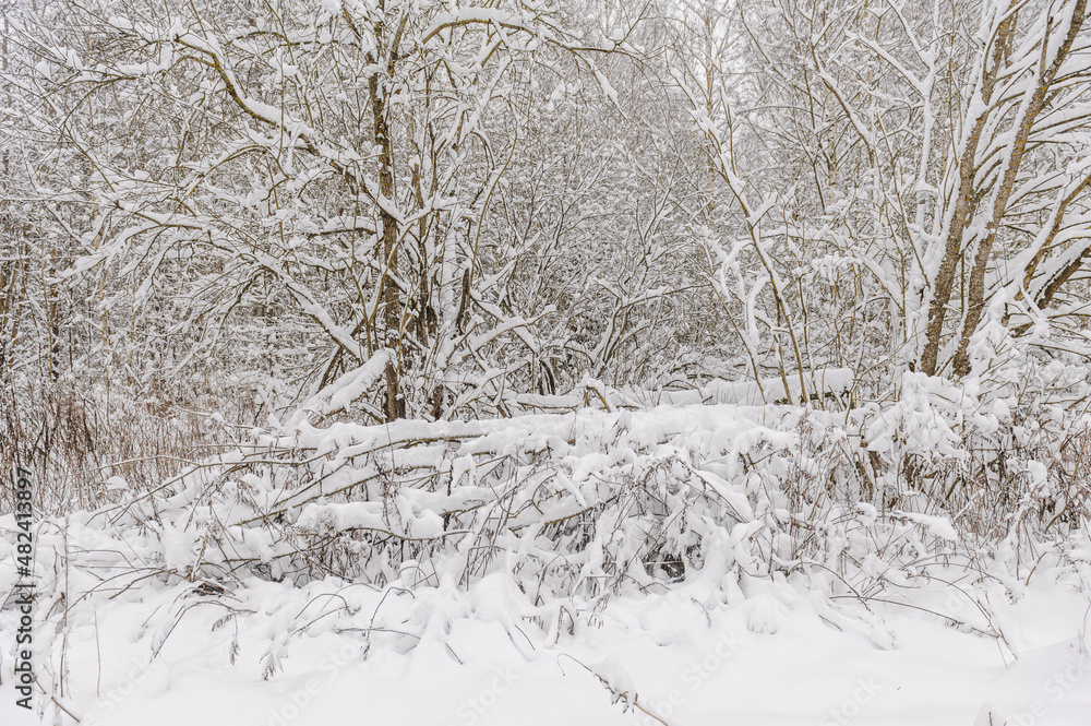 Heavily snowy mixed forest in winter with a lot of snow, branches of the trees covered with snow. Winter landscape. Heavily snowy mixed forest in winter with a lot of snow, branches of the trees covered with snow. Winter landscape.