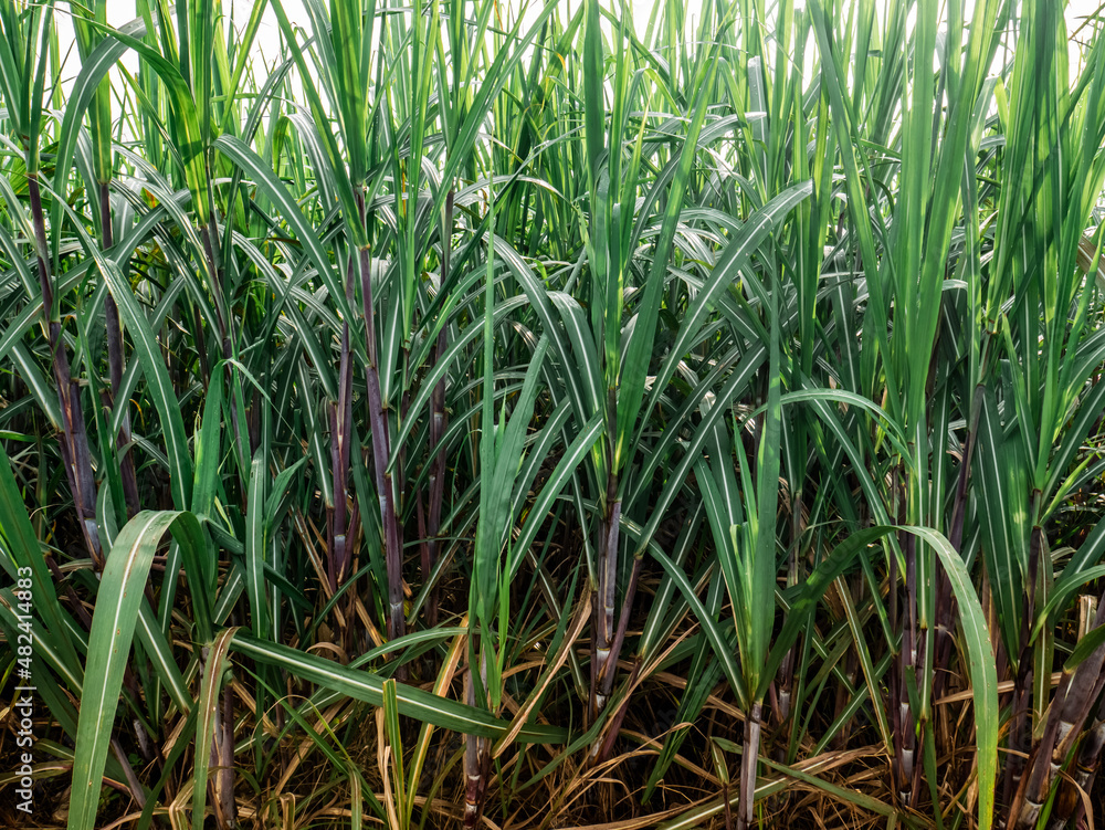 Obraz premium sugarcane plantation background that is still green and unripe 