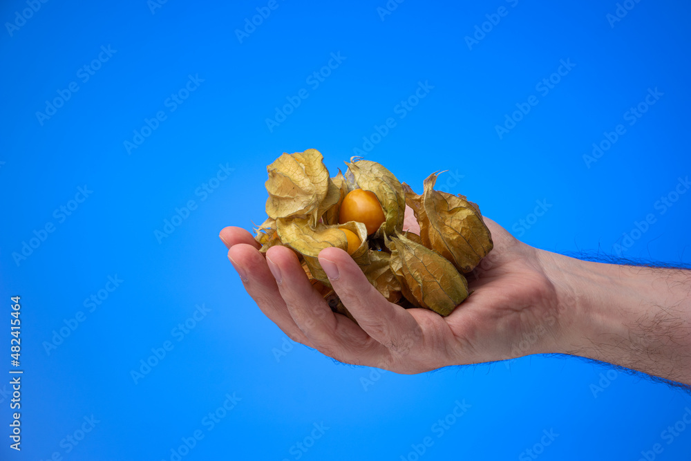 Caucasian male hand holding a pile of ripe physalis fruits. Close up studio shot, isolated on blue background Caucasian male hand holding a pile of ripe physalis fruits. Close up studio shot, isolated on blue background