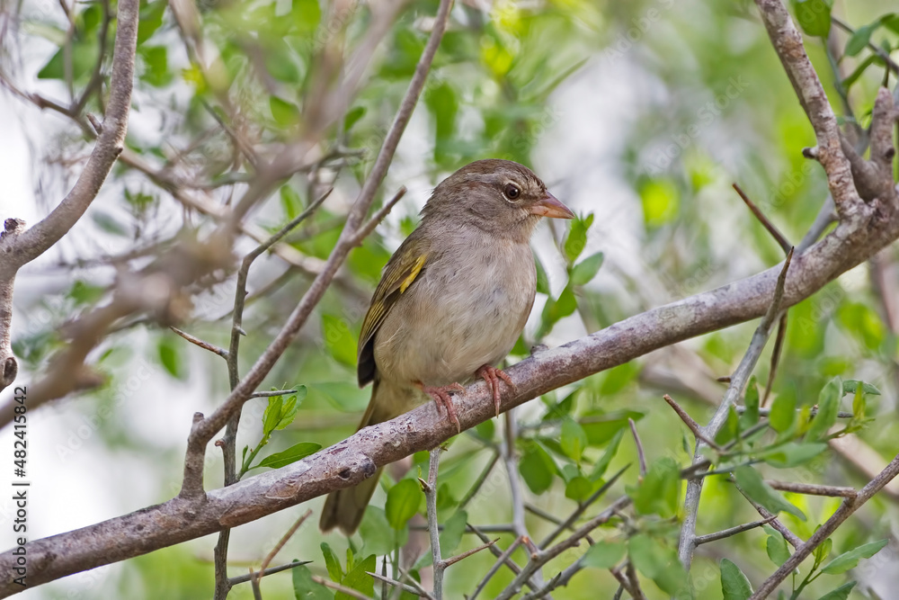 Olive Sparrow, Arremonops rufivirgatus, perched in tree Olive Sparrow, Arremonops rufivirgatus, perched in tree
