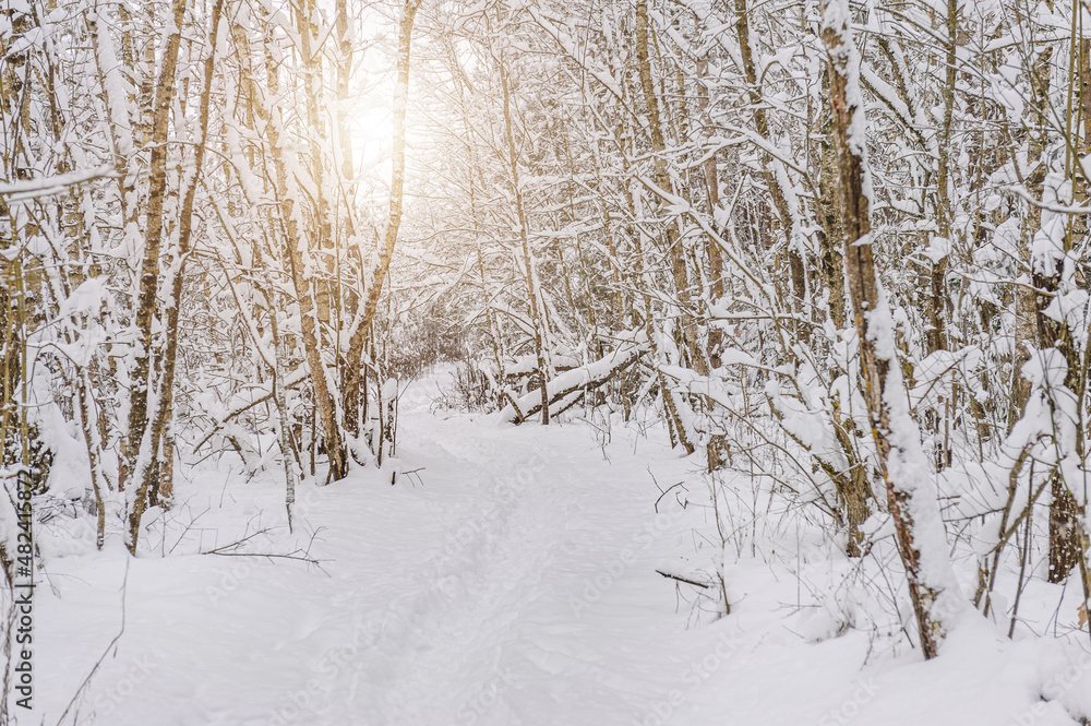 Panorama. Forest path in winter with lots of snow for hiking and walking, snow-covered trees, winter landscape, winter sunset. Panorama. Forest path in winter with lots of snow for hiking and walking, snow-covered trees, winter landscape, winter sunset.