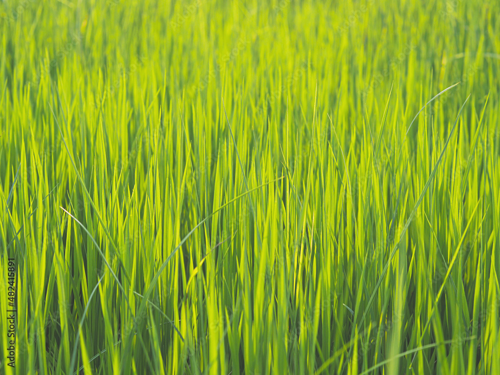 Green rice fields plant at farm