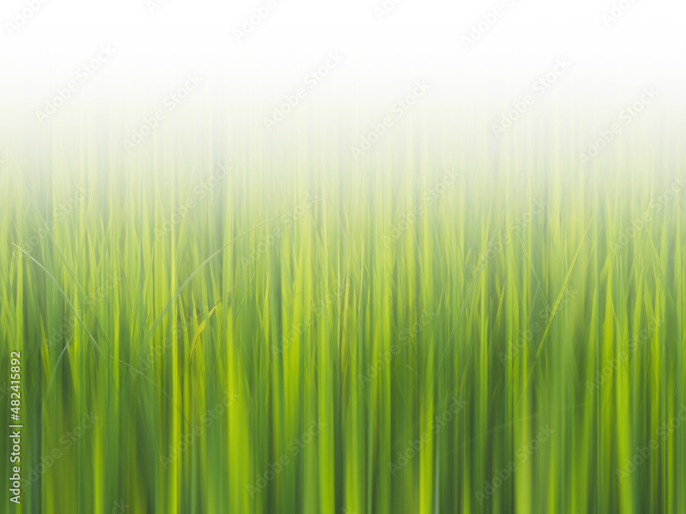 Green rice fields plant with blurred motion and white space. Green rice fields plant with blurred motion and white space.