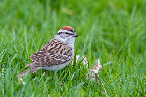 Chipping Sparrow, Spizella passerina, hunting in the grass © Harold Stiver