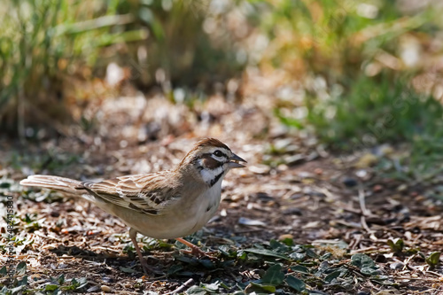 Lark Sparrow, Chondestes grammacus, relaxing on the ground photo