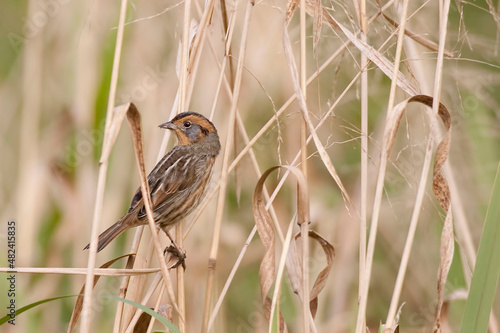 Nelson's Sparrow, Ammodramus nelsoni, perched in wetlands photo