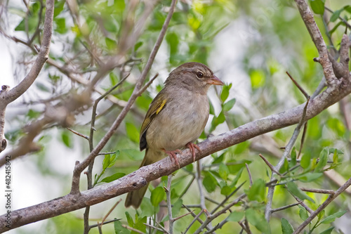 Olive Sparrow, Arremonops rufivirgatus, perched in tree