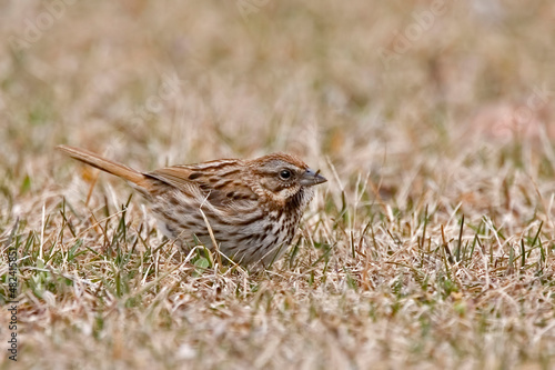 Song Sparrow, Melospiza melodia, resting on the ground