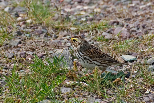 Wallpaper Mural Savannah Sparrow, Passerculus sandwichensis labradorius, subspecies found in Newfoundland Torontodigital.ca