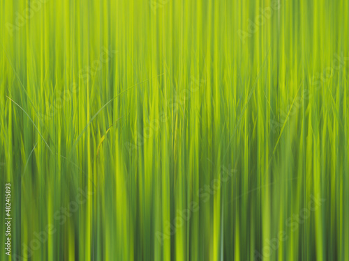 Green rice fields plant with blurred motion background.