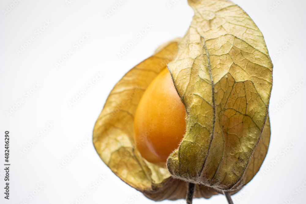 Single ripe physalis fruit. Close up studio shot, isolated on white background Single ripe physalis fruit. Close up studio shot, isolated on white background