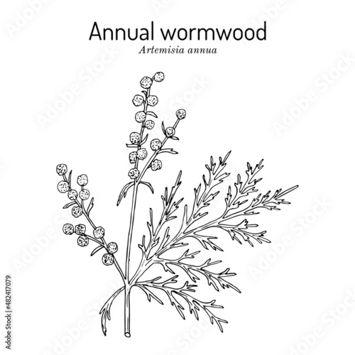 Annual wormwood or sweet sagewort Artemisia annua , medicinal plant photo