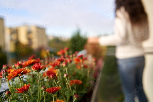 Print op canvas Chrystanthemum flowers growing on the balcony in the autumn