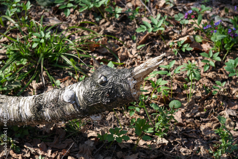 Old broken tree looks like a fantastic animal. Fairy tale forest Old broken tree looks like a fantastic animal. Fairy tale forest
