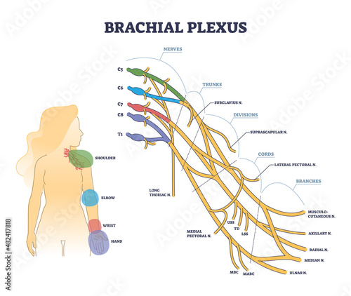 Brachial plexus structure as isolated shoulder nerves network outline concept. Labeled educational detailed anatomical description scheme with trunks, divisions, cords and branches vector illustration photo