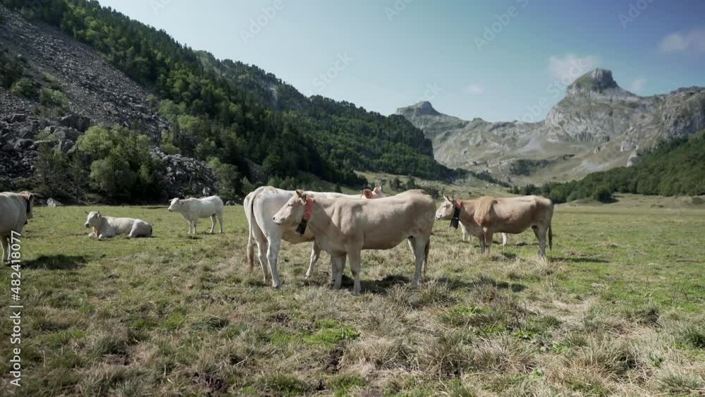 Shot of cows grazing in a meadow with dry grass and the view of the beautiful mountain range in the background in the morning. Shot of cows grazing in a meadow with dry grass and the view of the beautiful mountain range in the background in the morning.