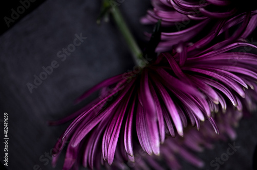 Fototapeta Naklejka Na Ścianę i Meble -  Chrysantheme rosa/lila, close up, Lila Touch