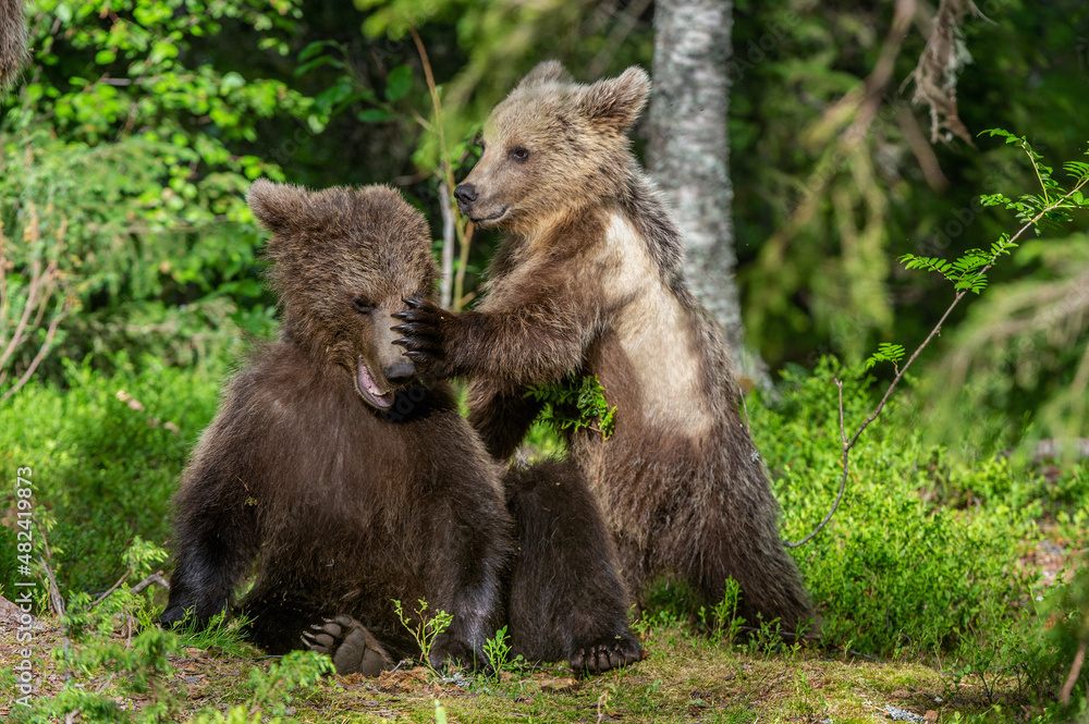 Fototapeta premium Brown Bear Cubs playfully fighting in summer forest. Scientific name: Ursus Arctos Arctos. Natural habitat. summer season.