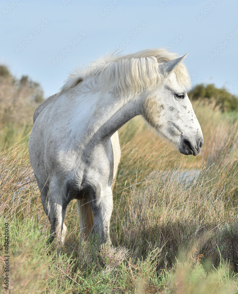 Obraz premium Portrait of the White Camargue Horse. Provance, France