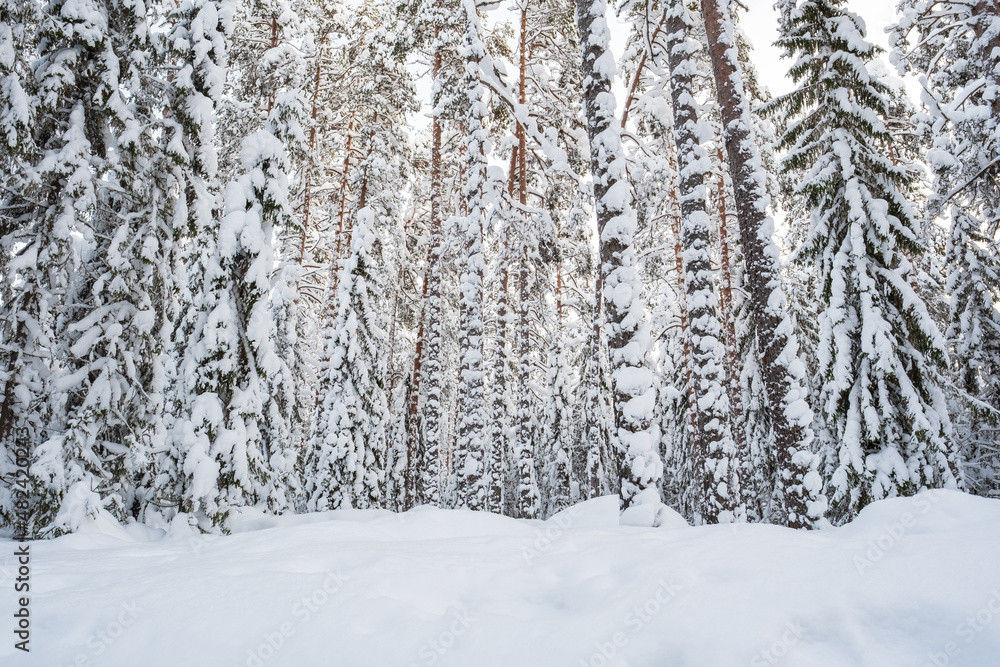 Wonderful snow-covered forest, on a frosty winter evening, at sunset. Beautiful trees in the snow. Winter landscape. Wonderful snow-covered forest, on a frosty winter evening, at sunset. Beautiful trees in the snow. Winter landscape.