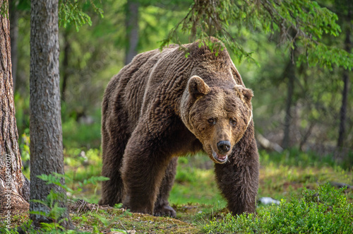 Big Adult Male of Brown bear walking in summer forest. Front view. Scientific name: Ursus arctos. Summer forest. Natural habitat.