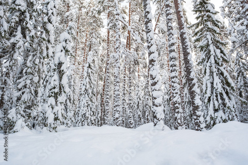 Wonderful snow-covered forest, on a frosty winter evening, at sunset. Beautiful trees in the snow. Winter landscape.
