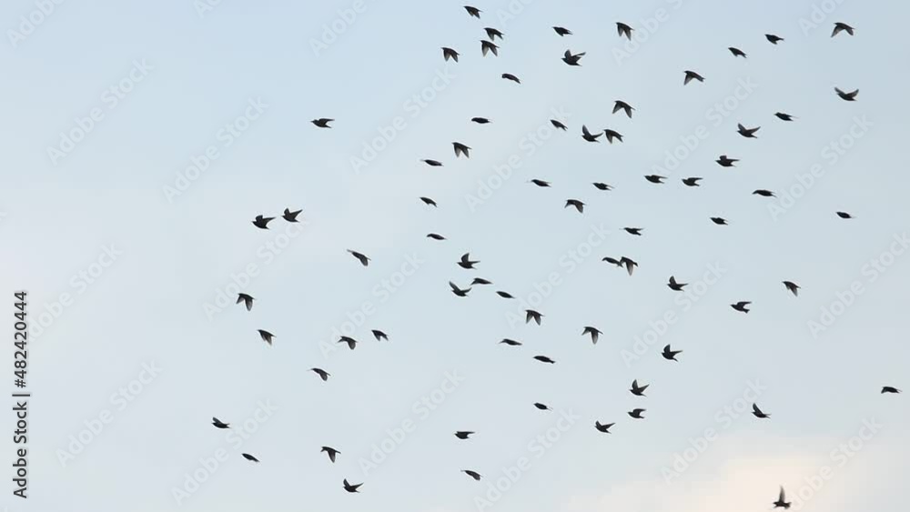 starlings return home after wintering in spring starlings return home after wintering in spring