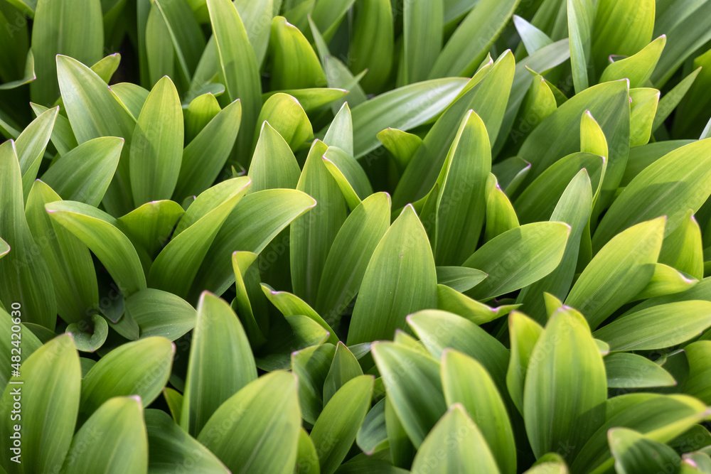 Green Leaves Of Colchicum Speciosum Plant Green Leaves Of Colchicum Speciosum Plant