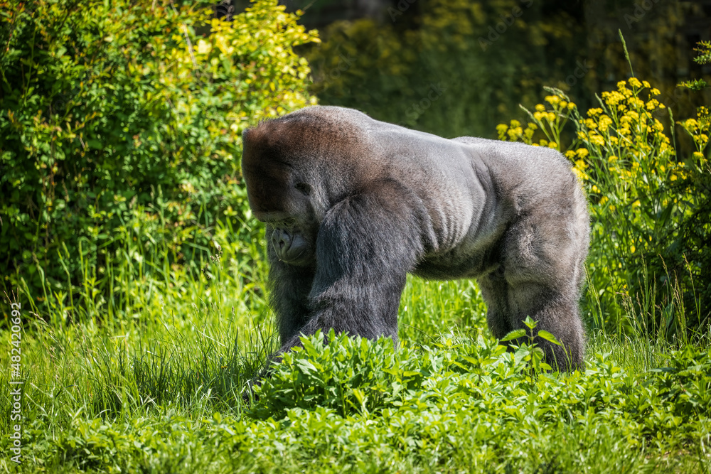 Obraz premium Western Lowland Gorilla Silverback