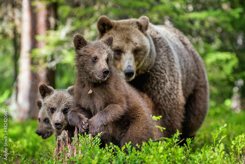 Brown bears. She-bear and bear-cubs  in the summer forest. Green forest natural background. Scientific name: Ursus arctos.