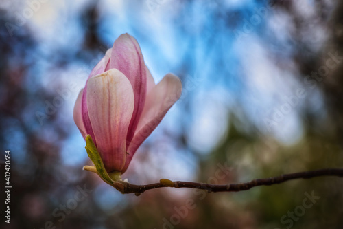 Magnolia X Soulangeana Alexandrina Flower © Artur Bogacki