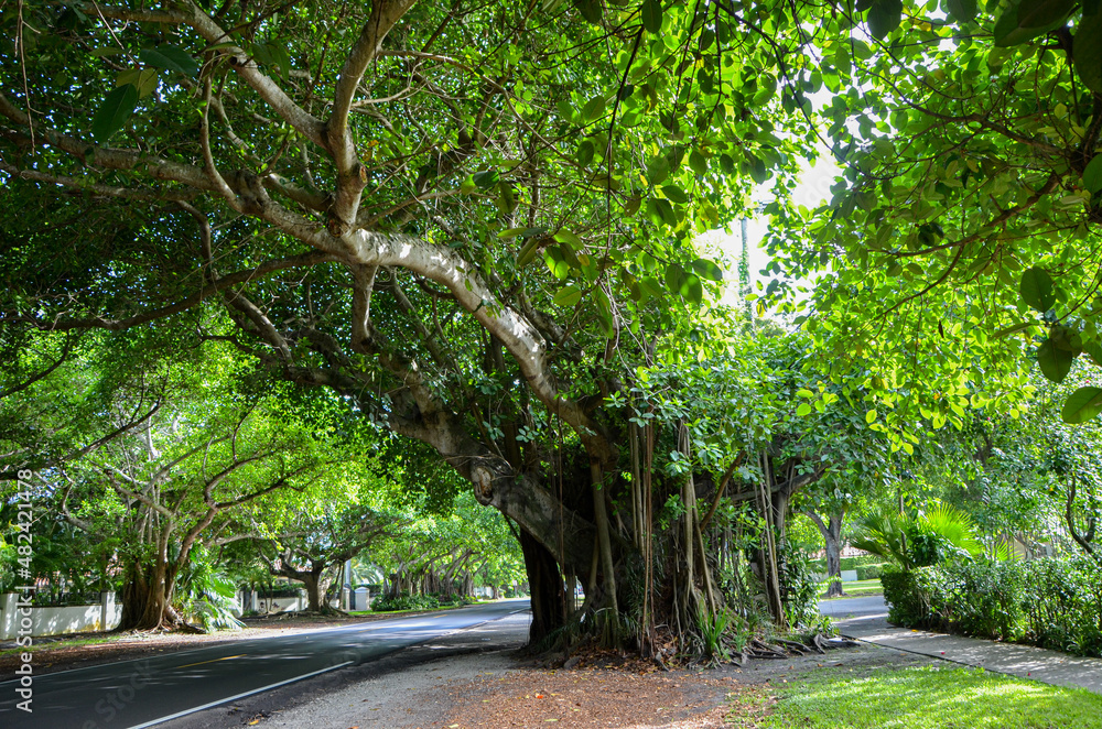 Wild wood tropical texture aged in Miami