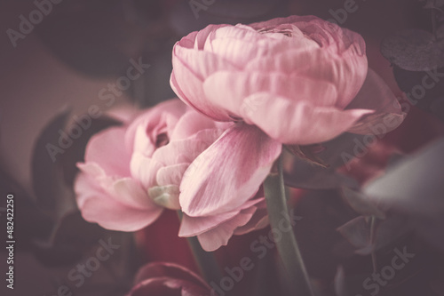Ranunkel romantisch in rosa rot pastell photo