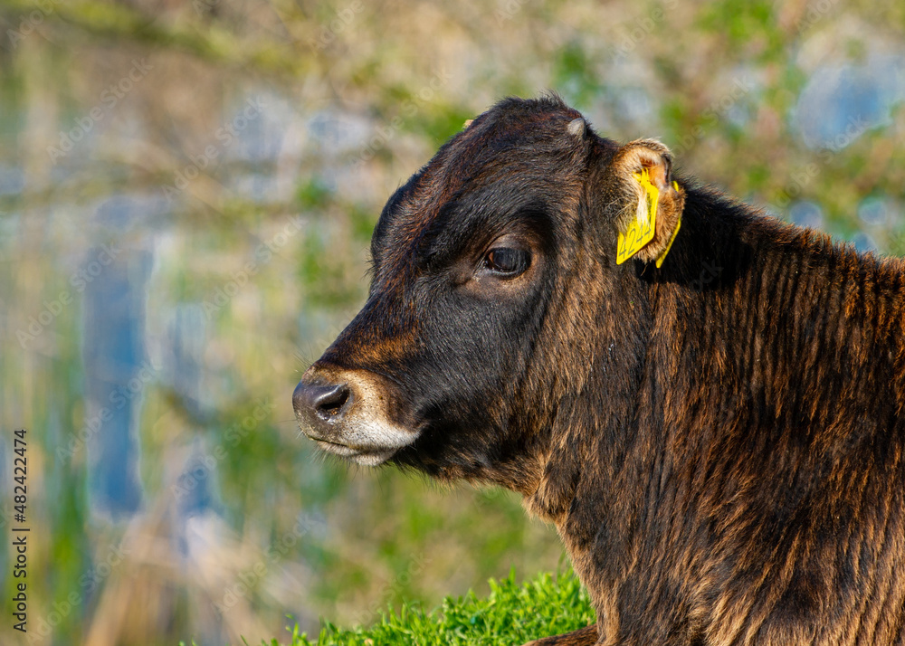 Cows in Romania in the Danube Delta