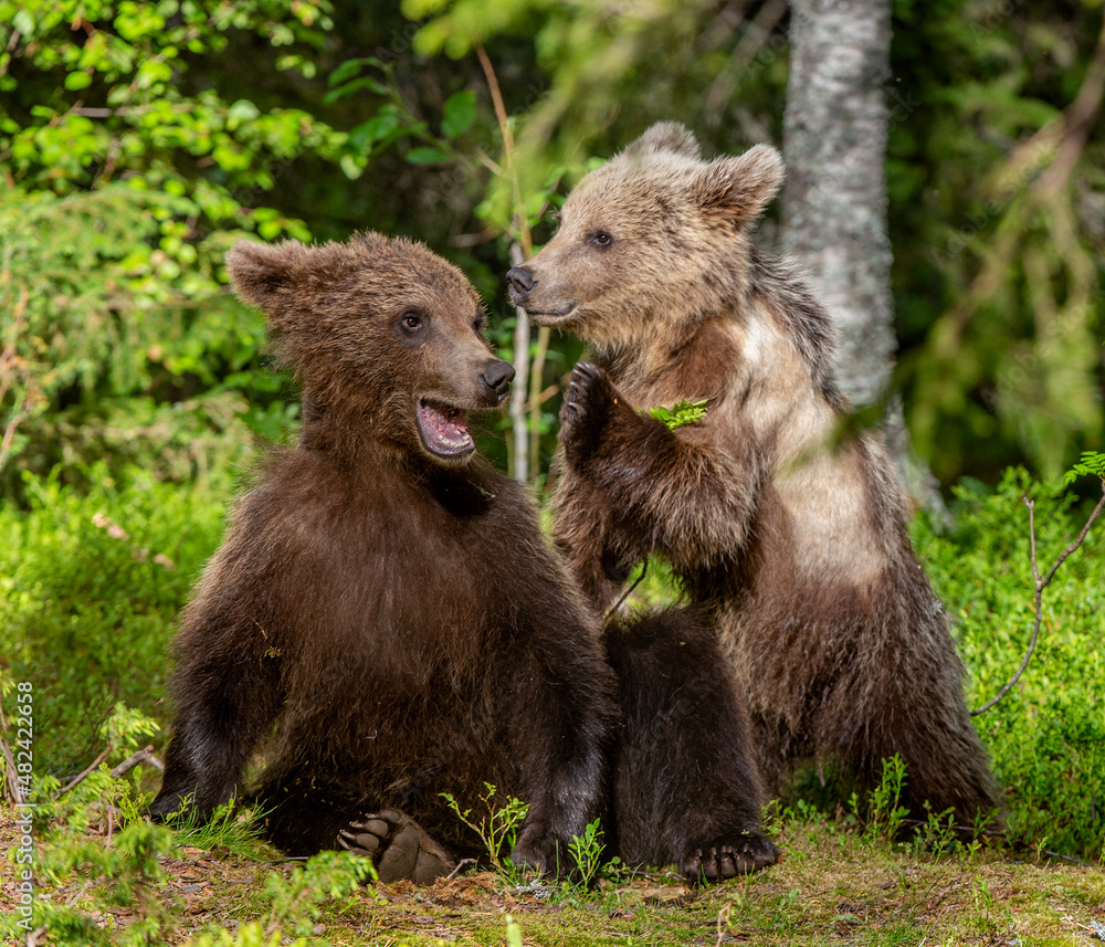 Brown Bear Cubs playfully fighting in summer forest. Scientific name: Ursus Arctos Arctos. Natural habitat. summer season.