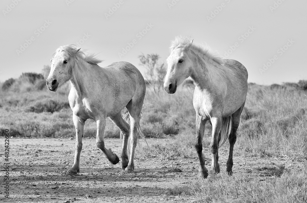 Obraz premium White Camargue Horses on the natural background. Camargue. France. Black and white.