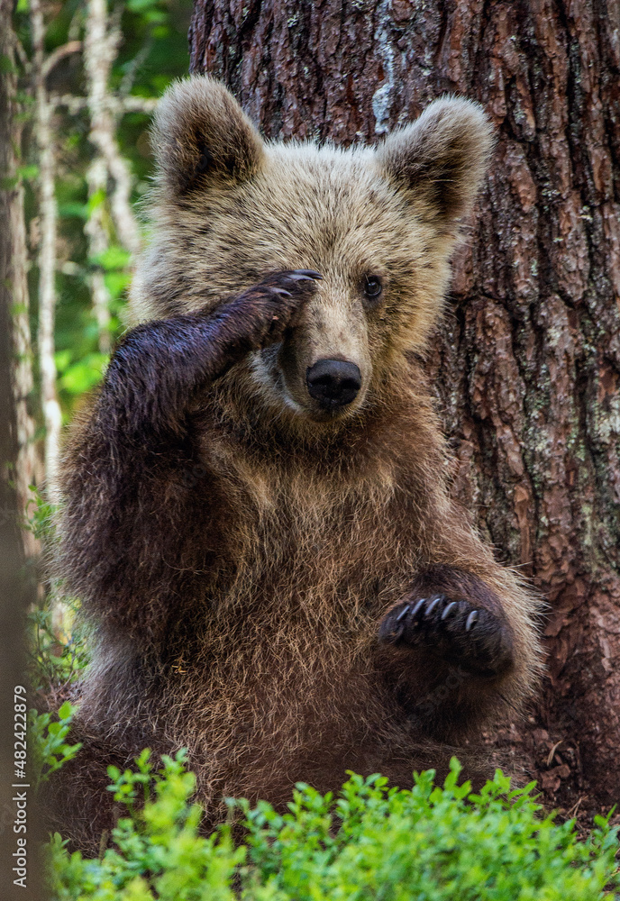 Obraz premium Little bear sits under a pine tree. Cub of Brown Bear in the summer forest. Scientific name: Ursus Arctos Arctos. Natural habitat.