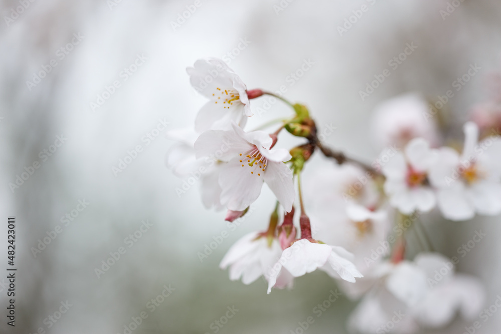 桜