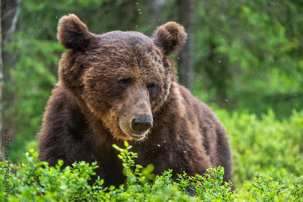 Adult Brown bear lies in the pine forest. Big brown bear male. Close up portrait, front view. Scientific name: Ursus arctos.  Summer forest. Natural habitat.