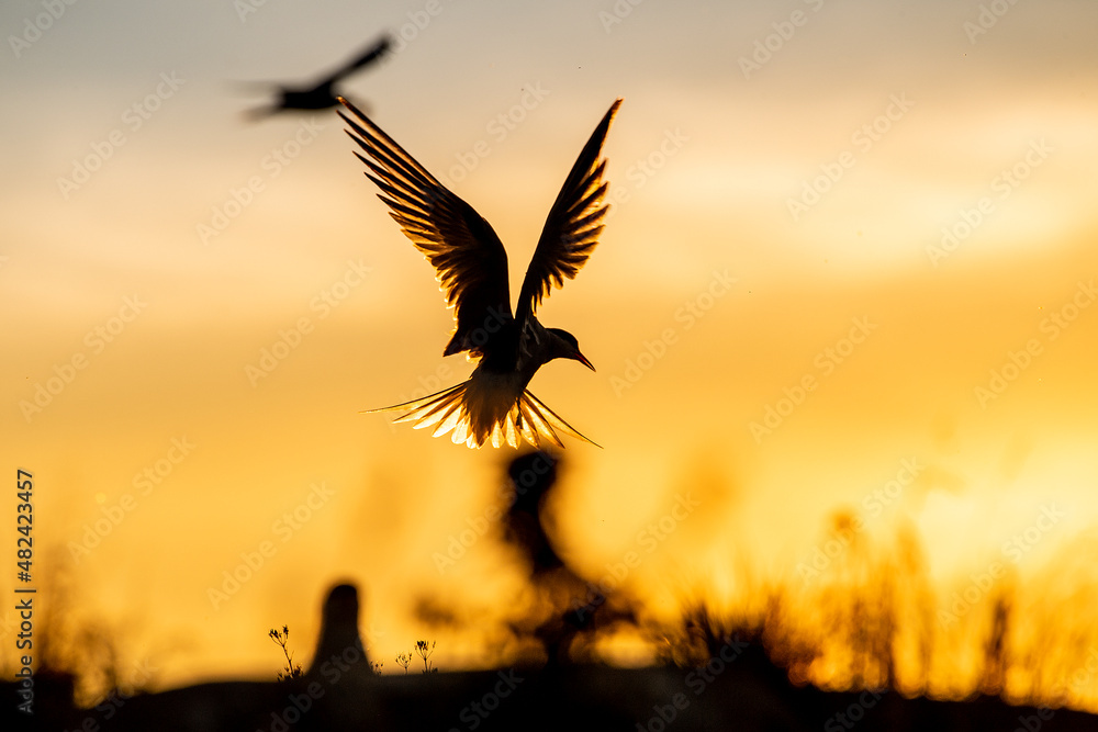 Naklejka premium Silhouette of flying common tern. Flying common tern on the red sunset sky background. Scientific name: Sterna hirundo. natural habitat. Russia. Ladoga Lake.