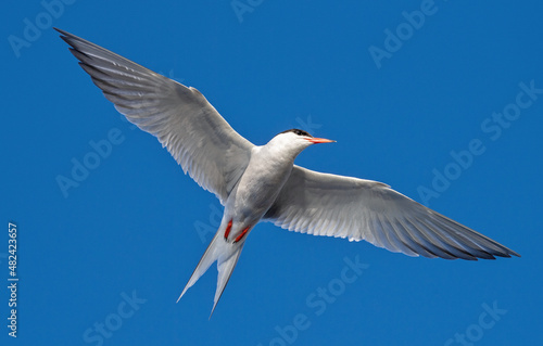 Tern with spread wings in flight. Adult common tern on the blue sky background. Close up, bottom view. Scientific name: Sterna hirundo.Summer season, natural habitat.