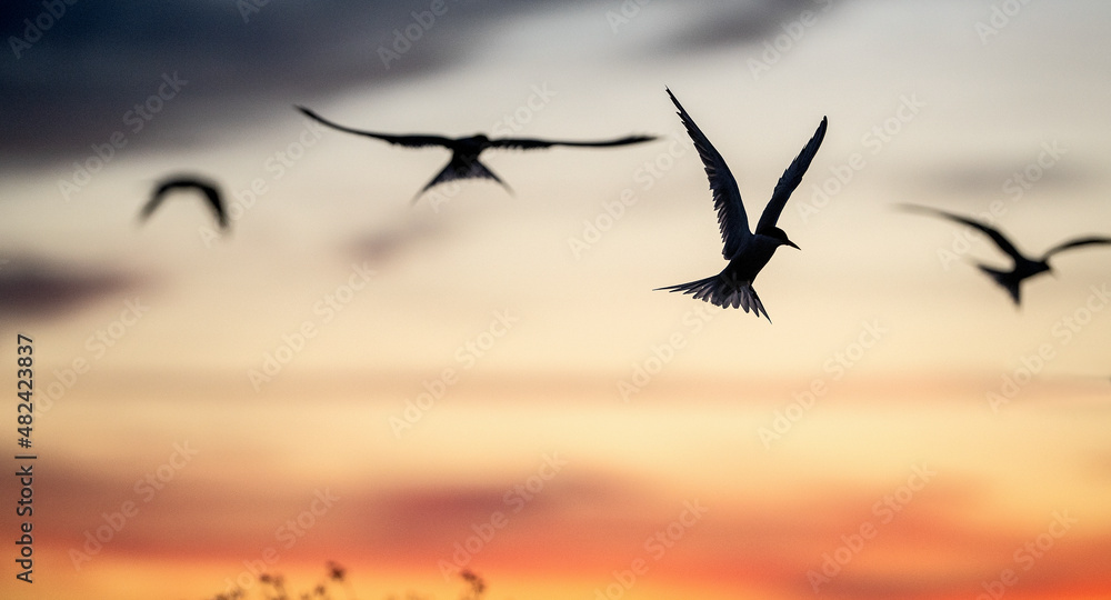Silhouette of flying common tern. Flying common tern on the red sunset sky background. Scientific name: Sterna hirundo. natural habitat. Russia. Ladoga Lake.